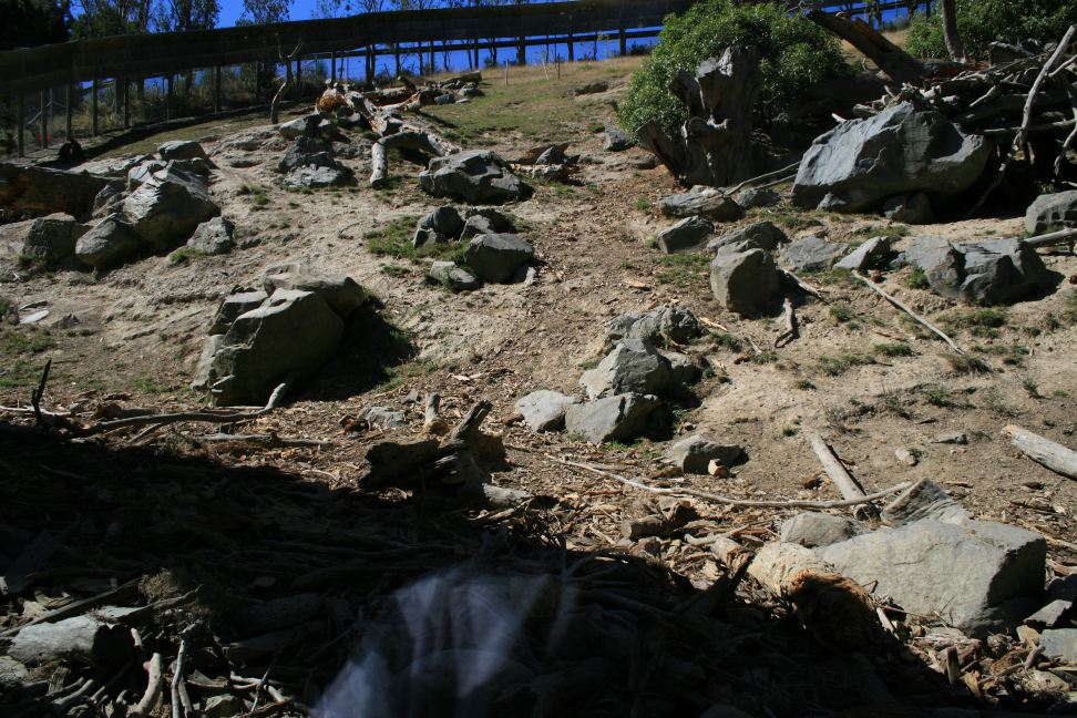 Sacred Baboon exhibit