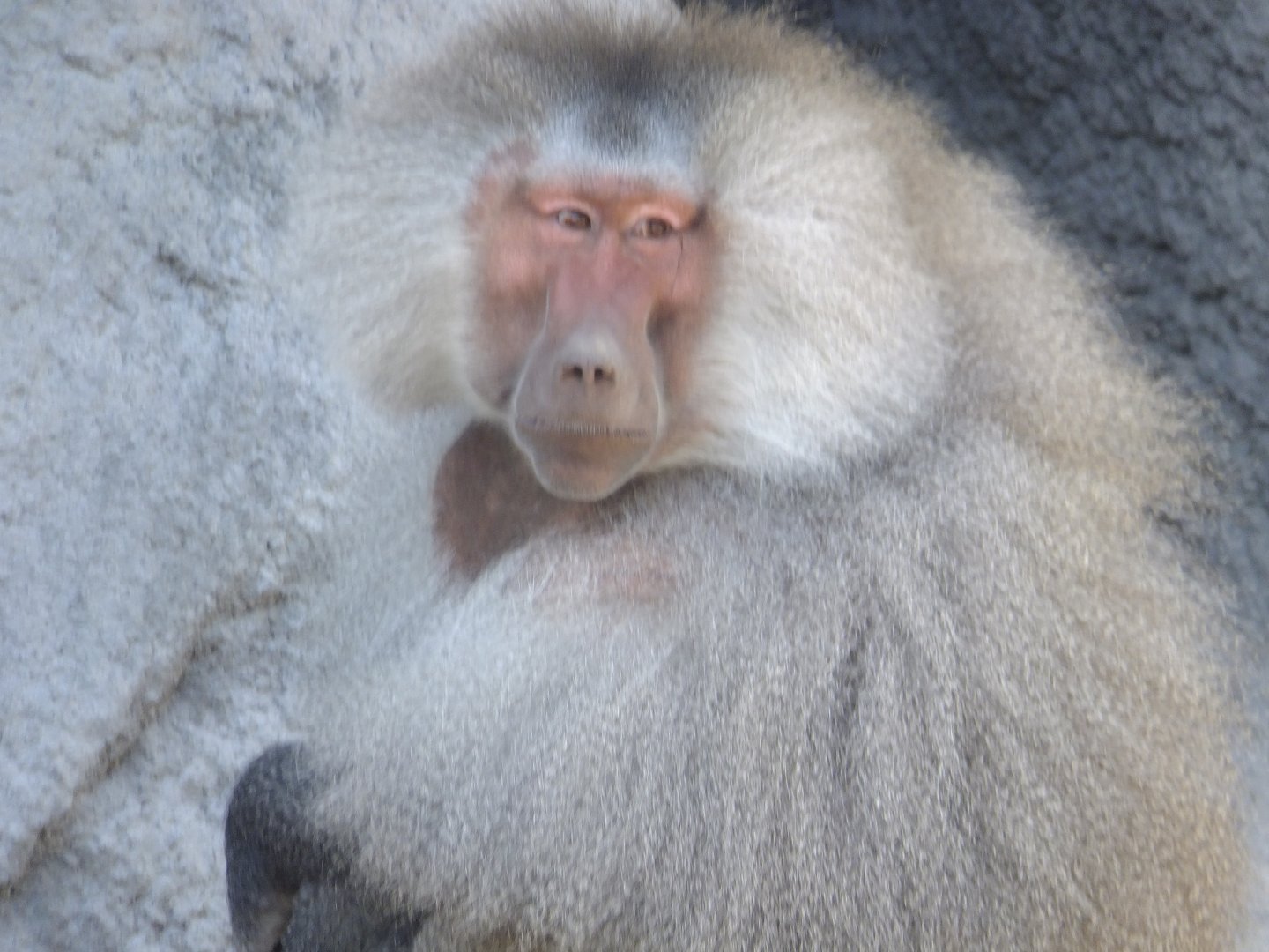 Sacred baboon named Rezső