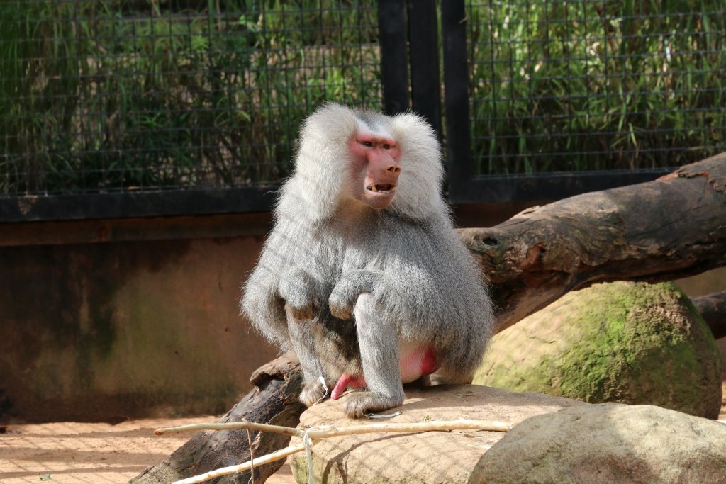 Sacred Baboon