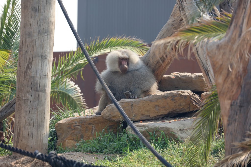 Sacred Baboon