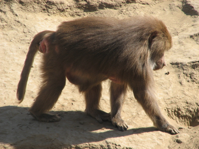 Sacred baboon