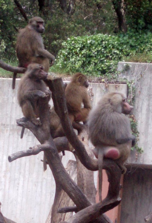 Sacred Baboons (Papio hamadryas)