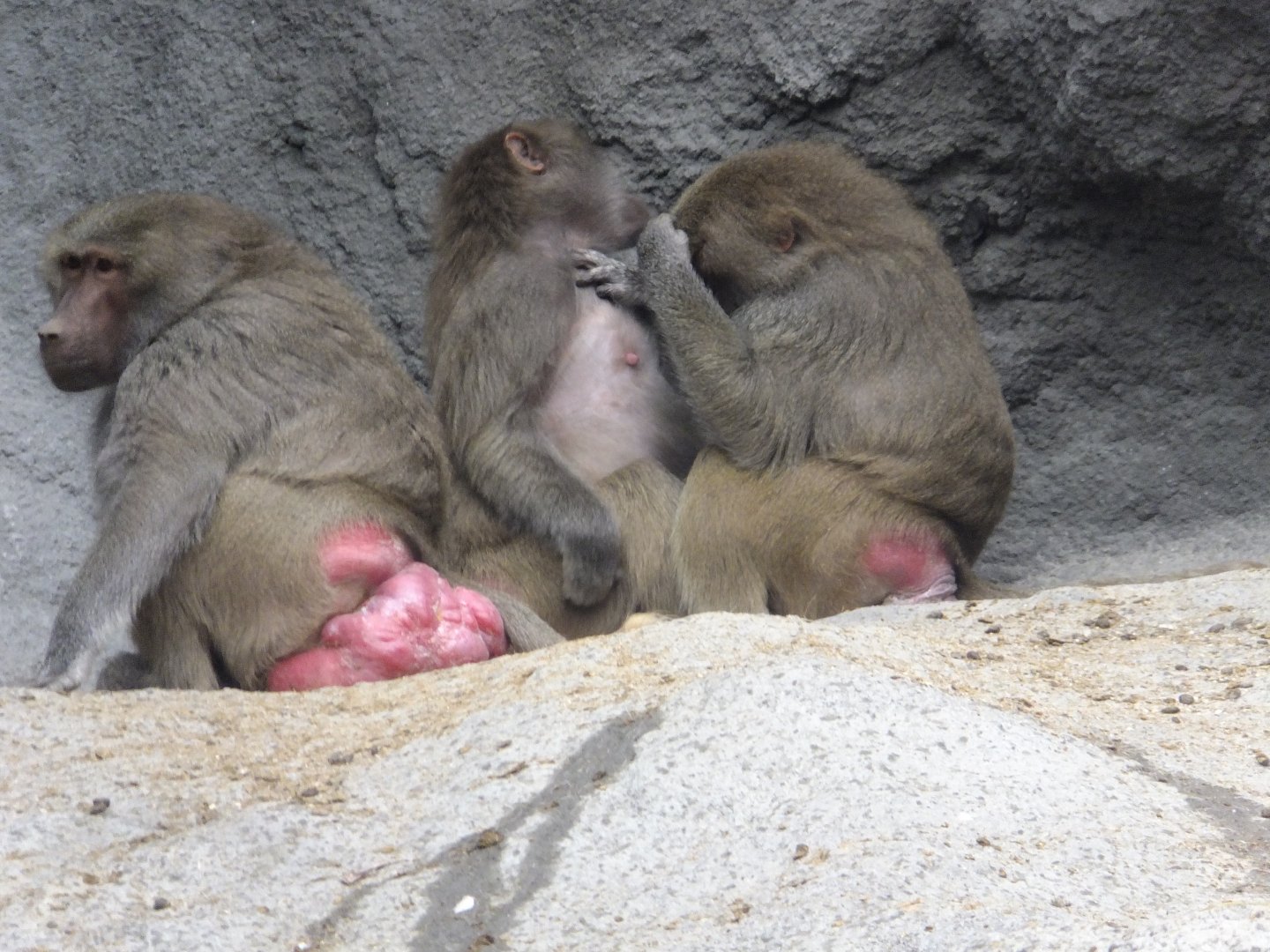Sacred baboons