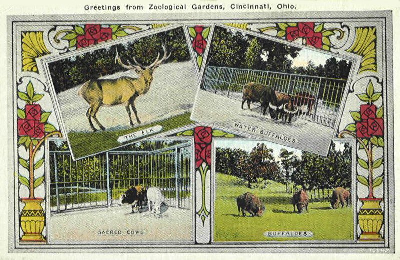 Sacred Cow Historic Post Card