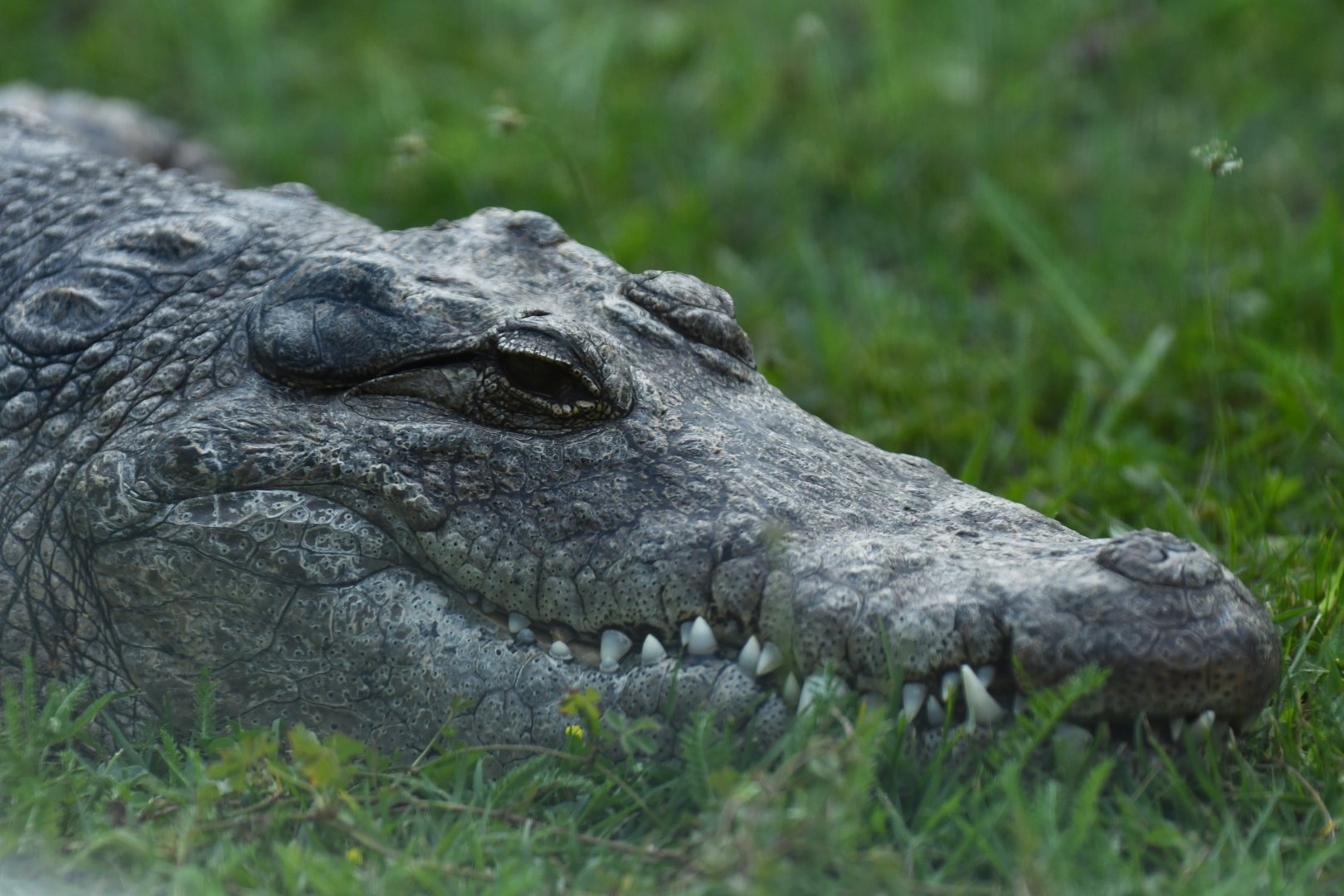 Sacred crocodile (Crocodylus suchus)