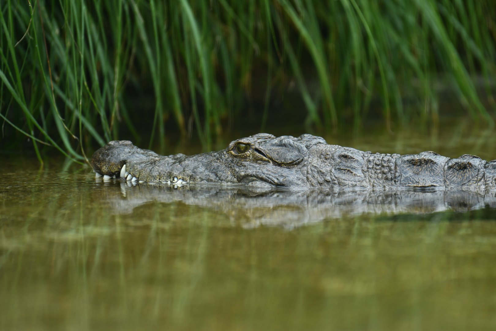 Sacred crocodile (Crocodylus suchus)