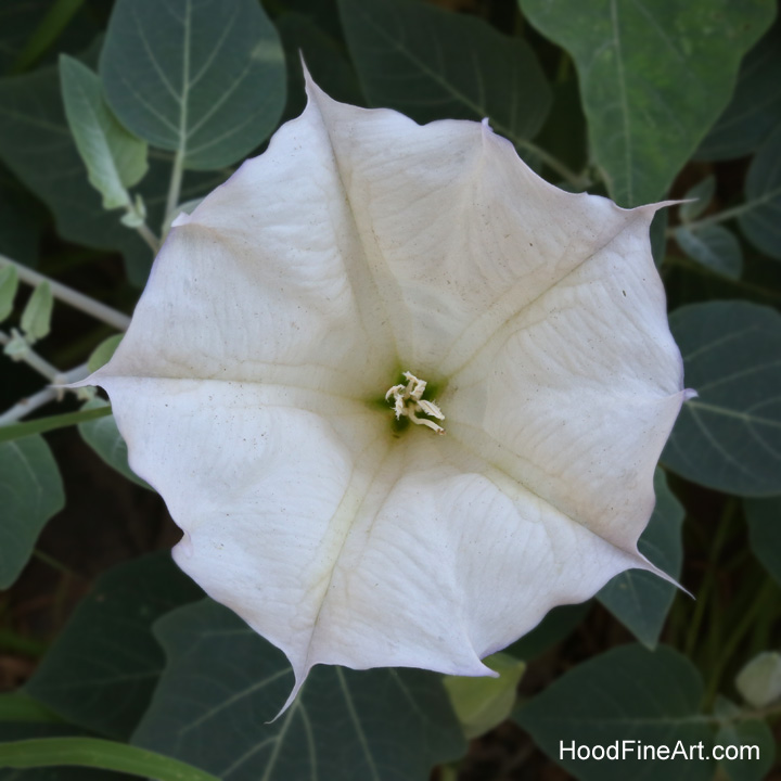 sacred datura