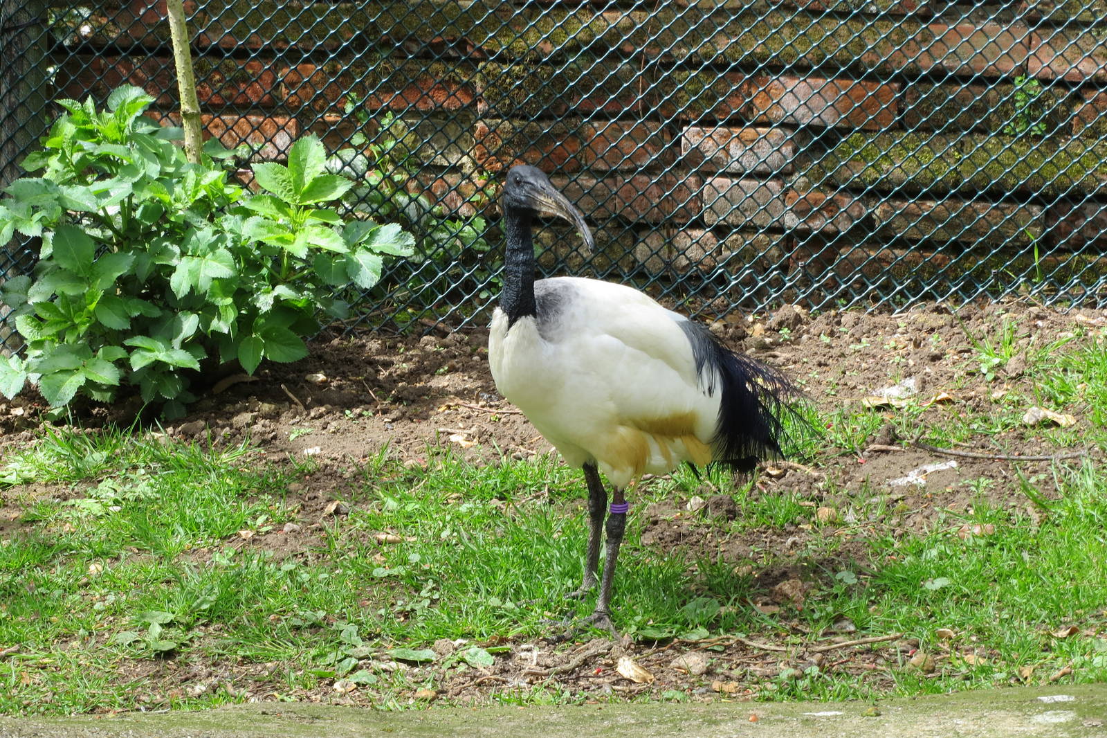 Sacred Ibis 060515