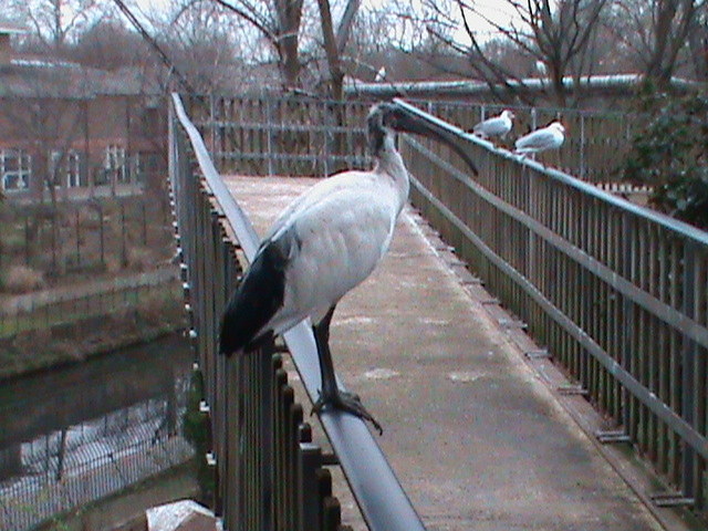 sacred ibis 080112