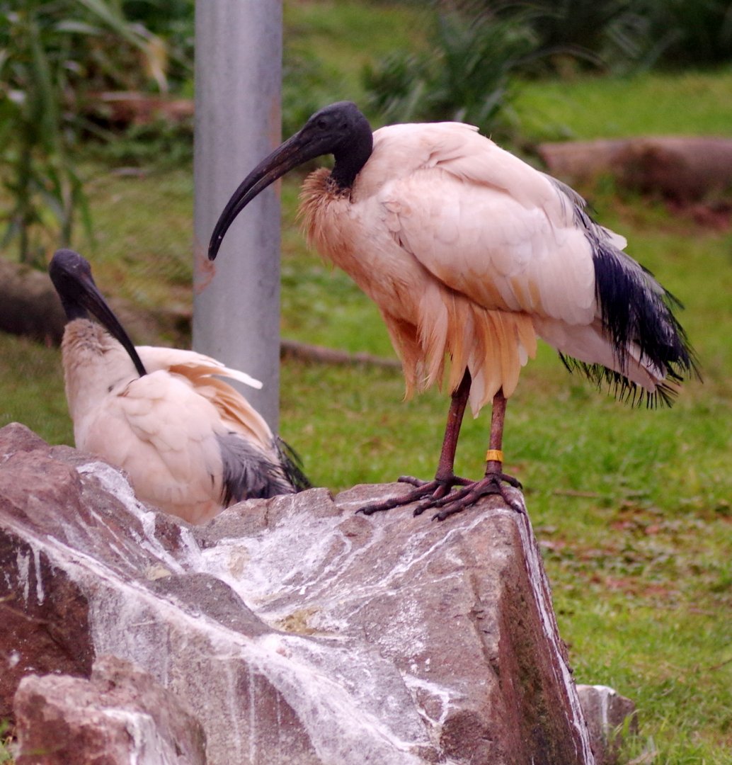 Sacred ibis 111224