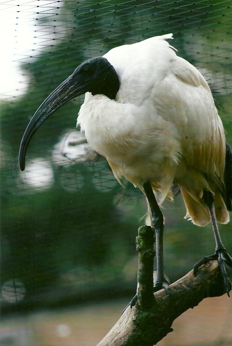 Sacred Ibis 11th September 2012
