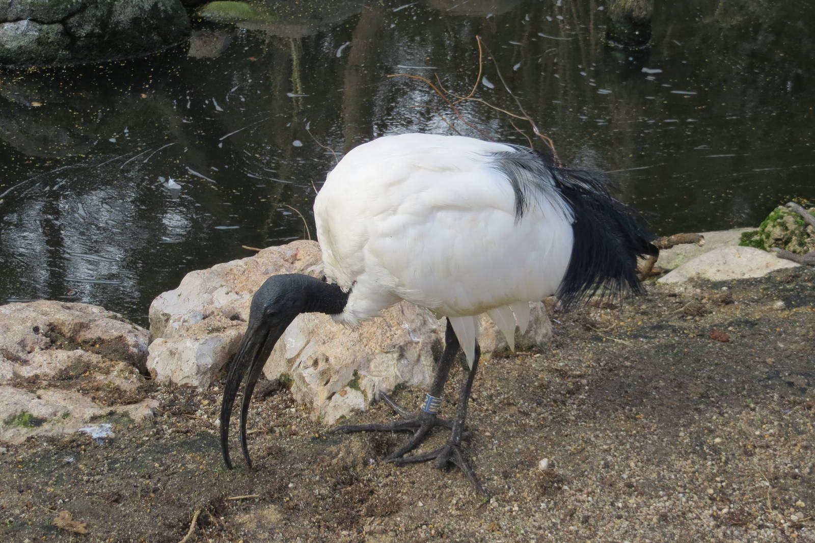 Sacred Ibis 140216