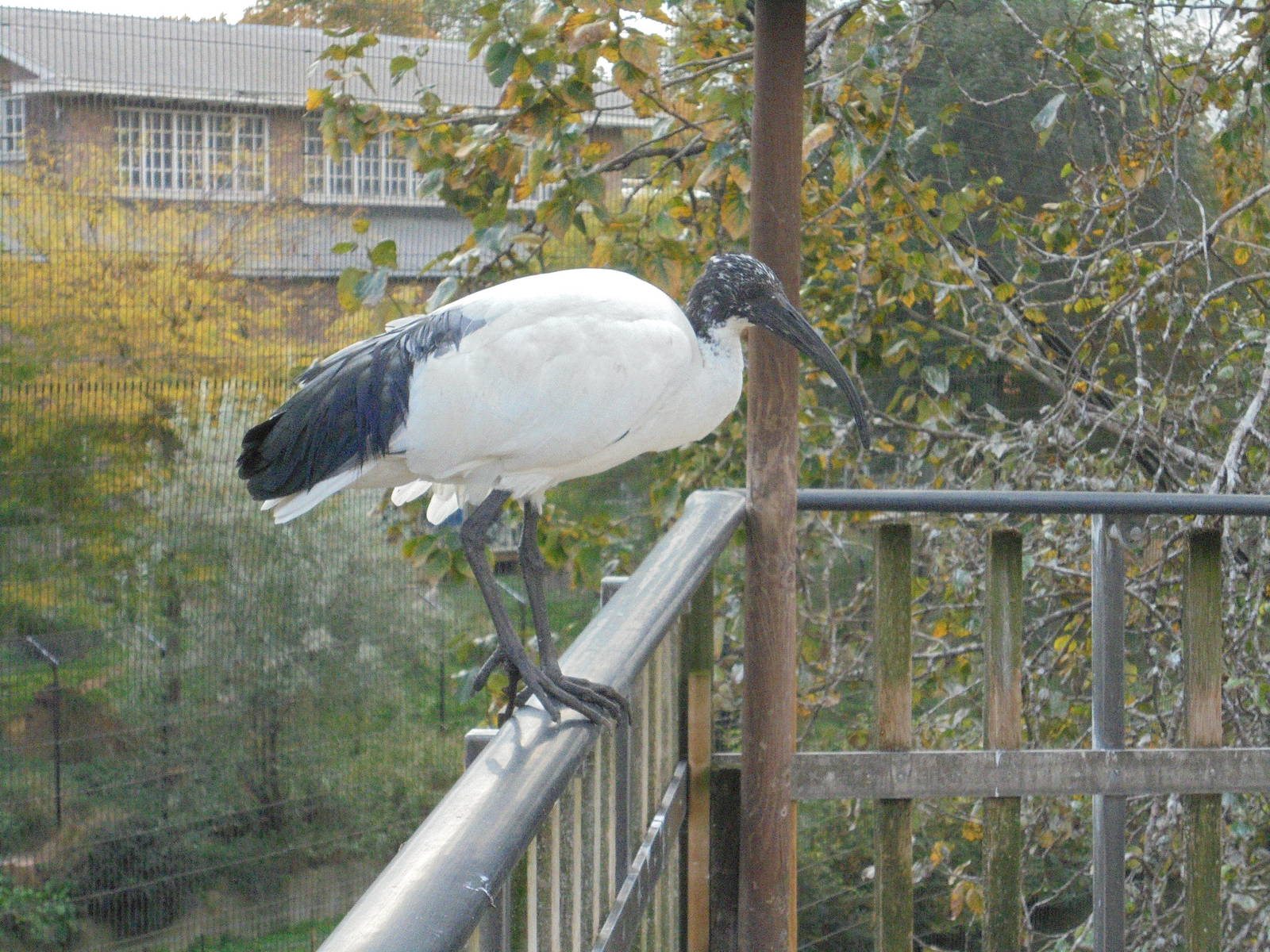 Sacred Ibis 2015.