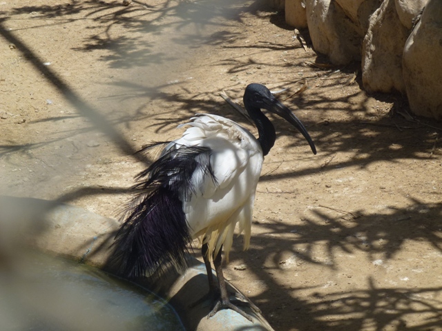 Sacred Ibis 25.4.13