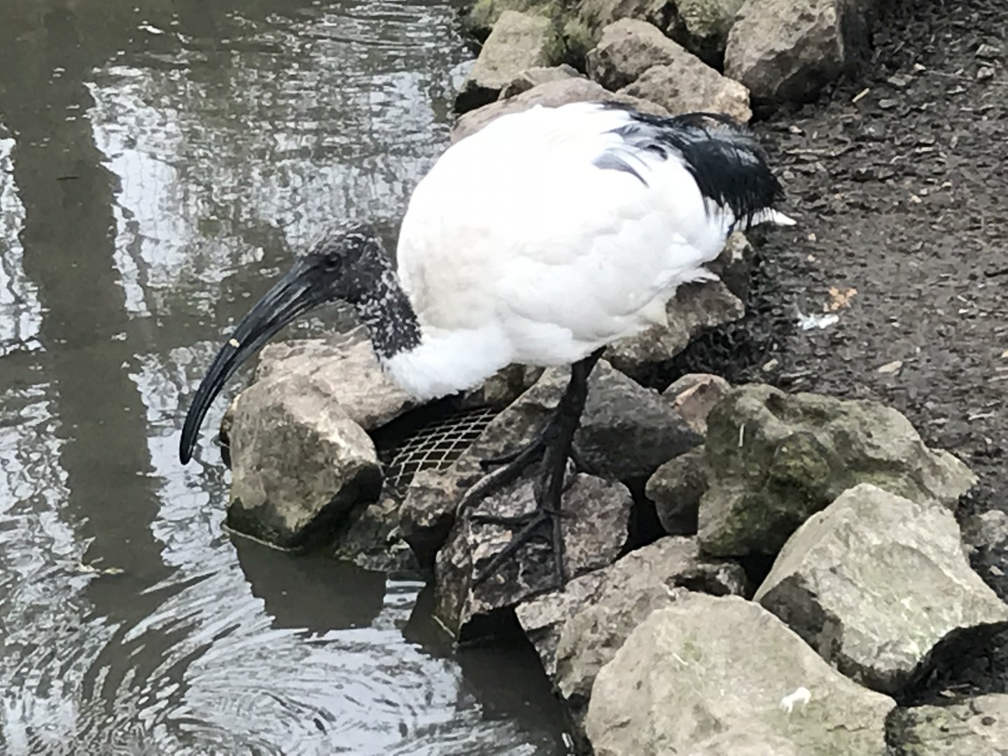 Sacred ibis 280418