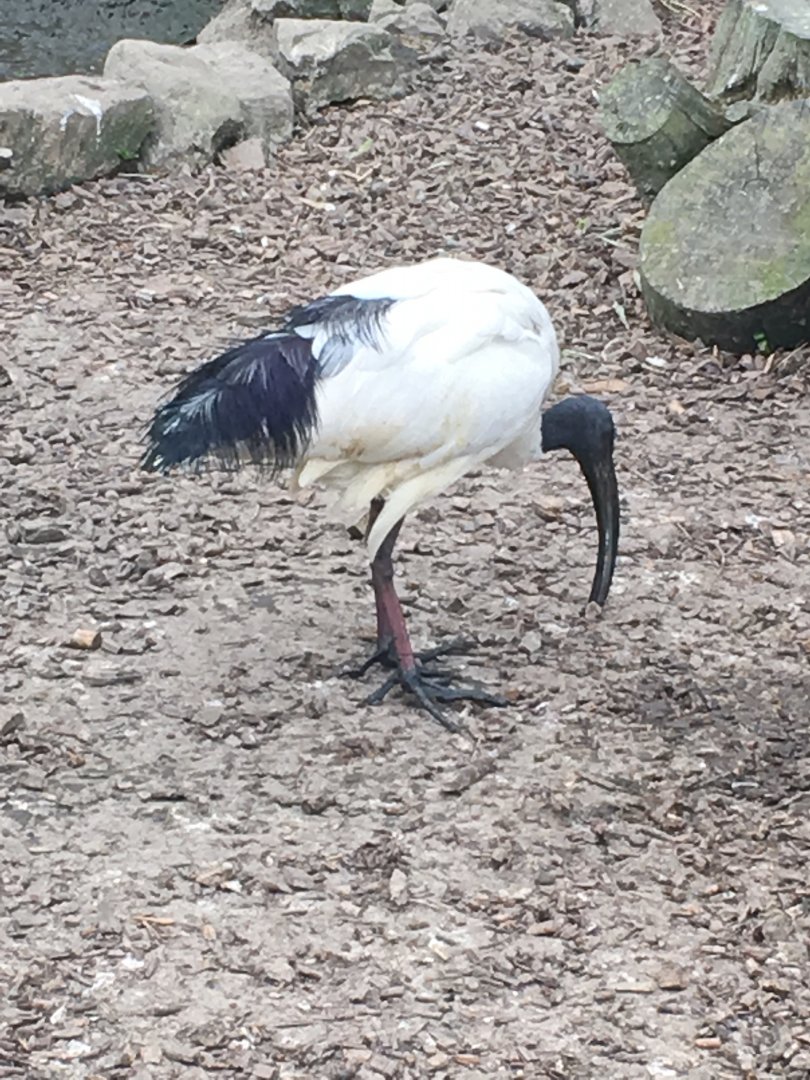 Sacred ibis 290417