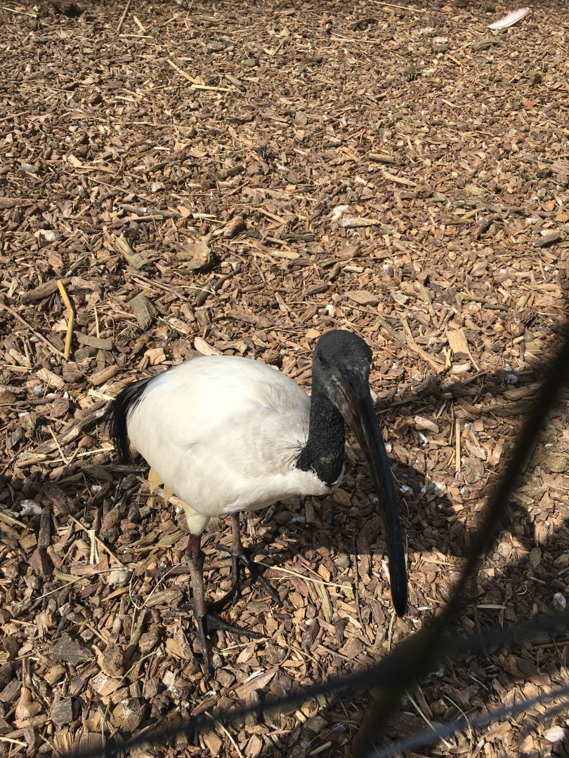 Sacred ibis 290417