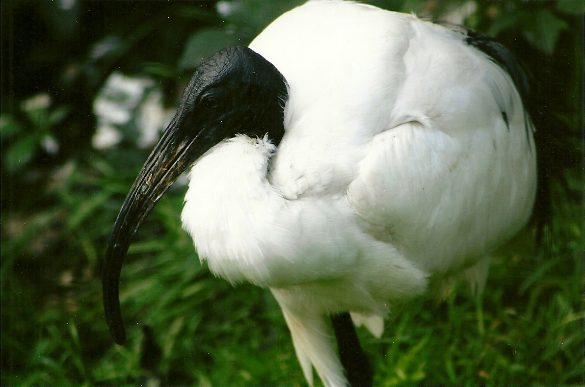 Sacred Ibis 5th September 2011