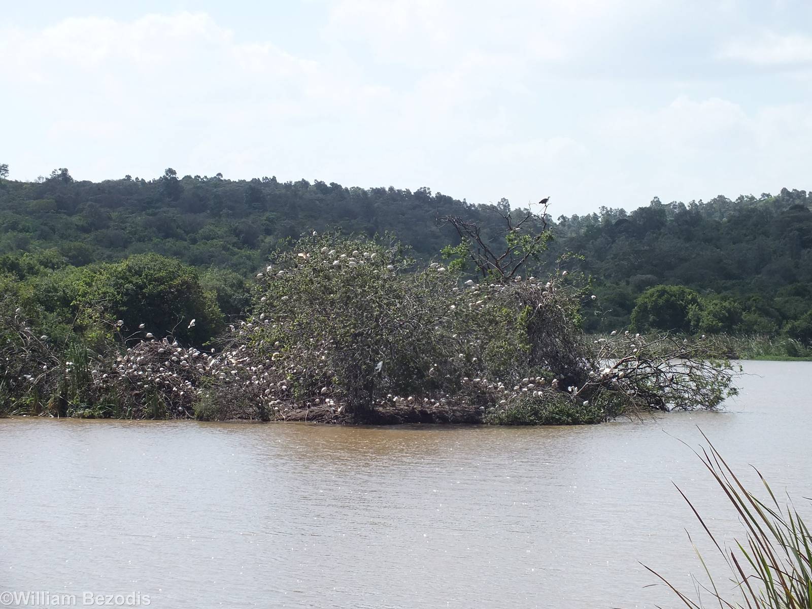 Sacred Ibis and African Fish-eagle - Nairobi National Park