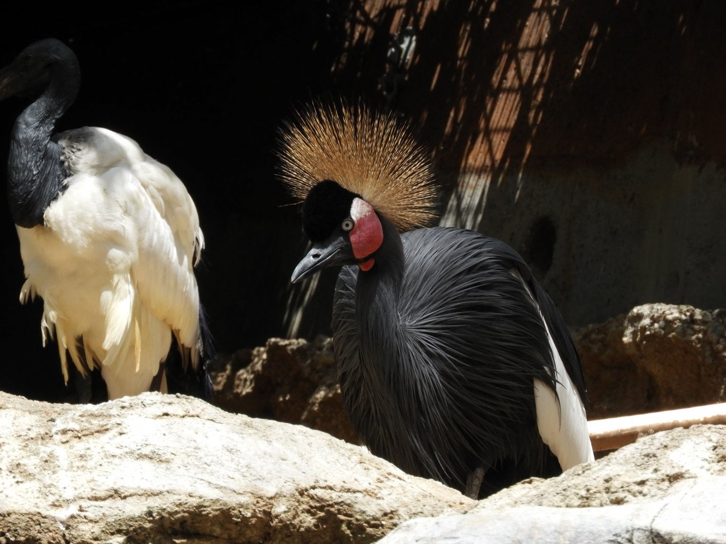 Sacred ibis and black crowned crane