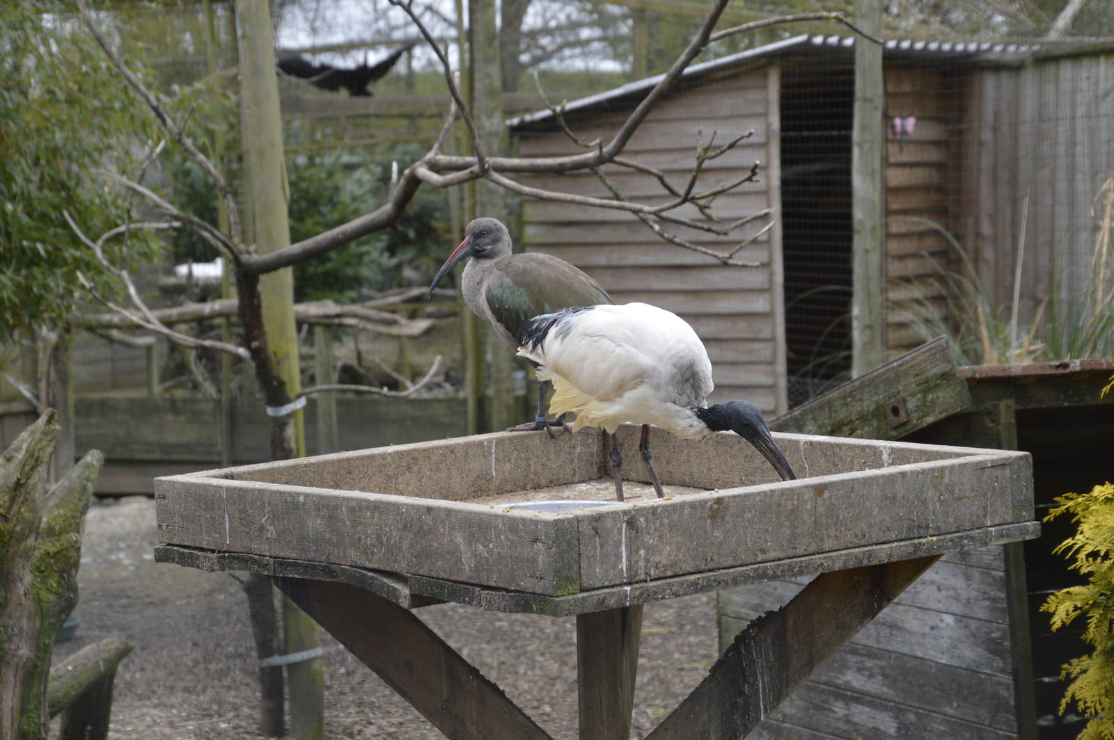 Sacred Ibis and Hadada Ibis 010516