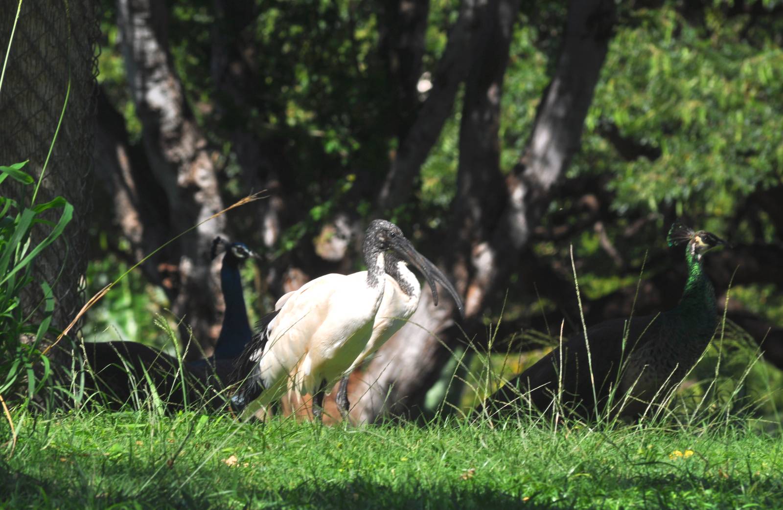 Sacred Ibis and Indian Peafowl