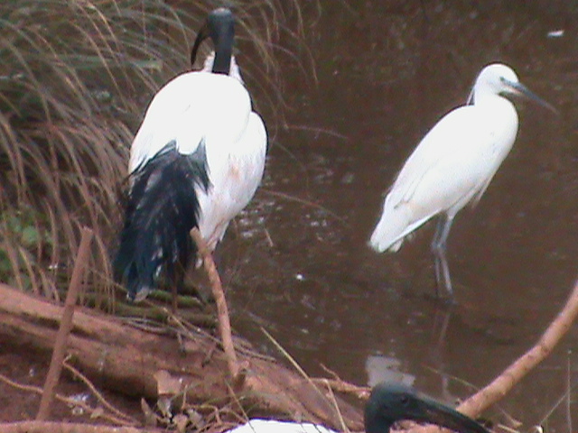sacred ibis and little egret 200212