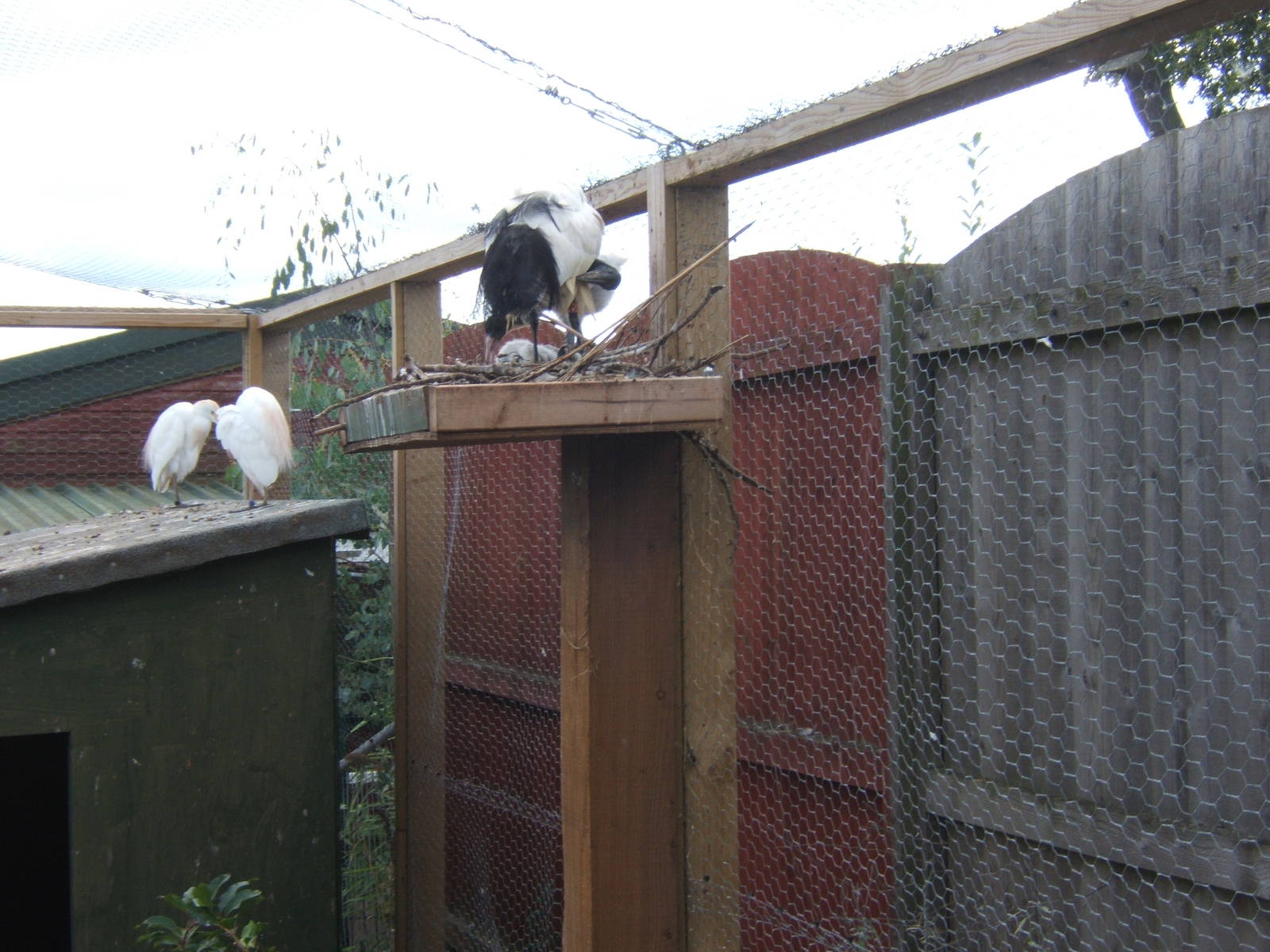 Sacred Ibis and Little Egret