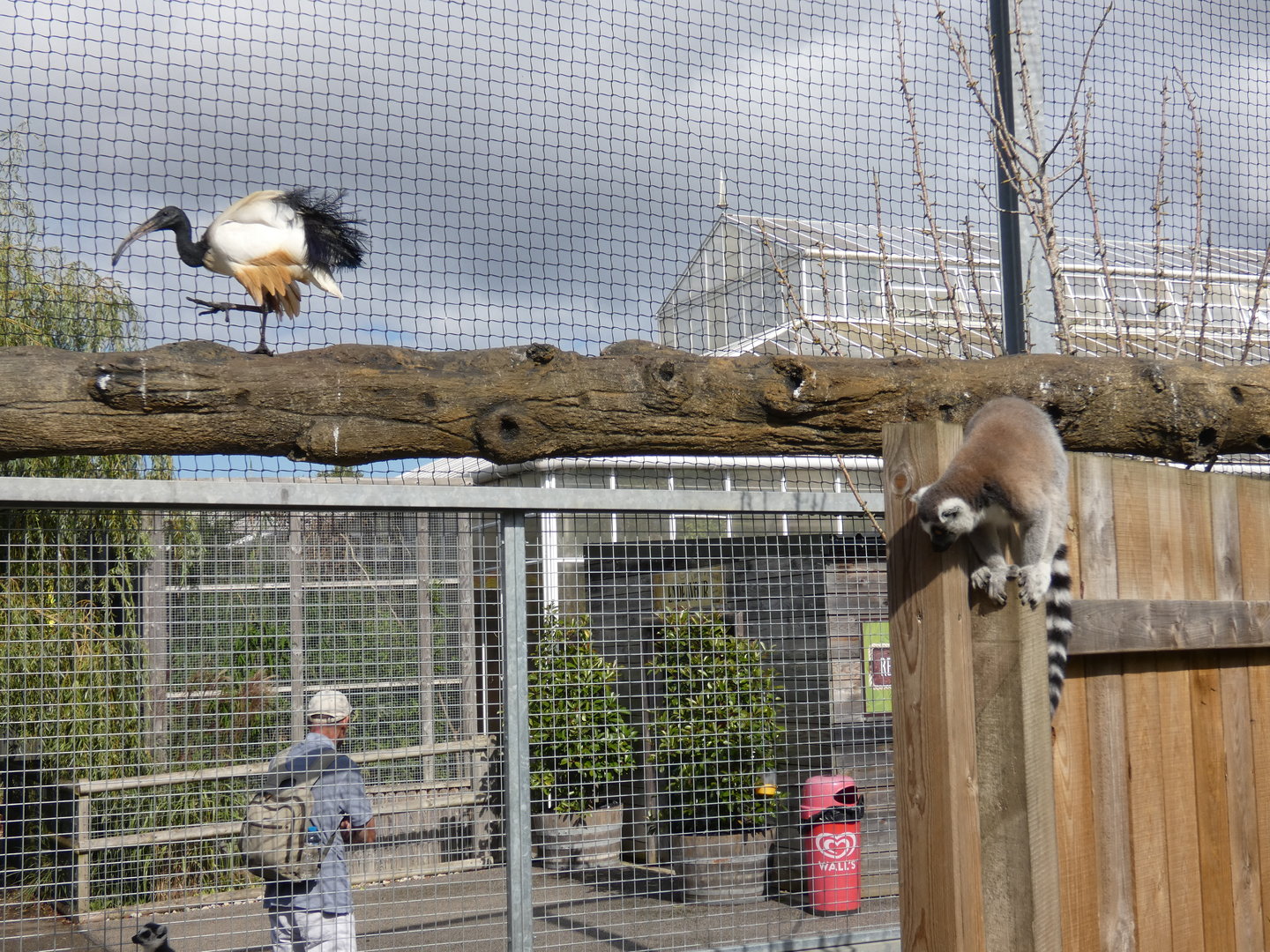 Sacred ibis and Ring-tailed lemur