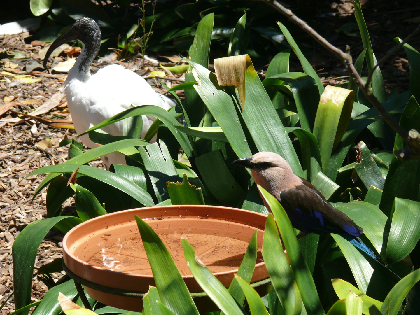 Sacred Ibis and Roller - July 8th 2023