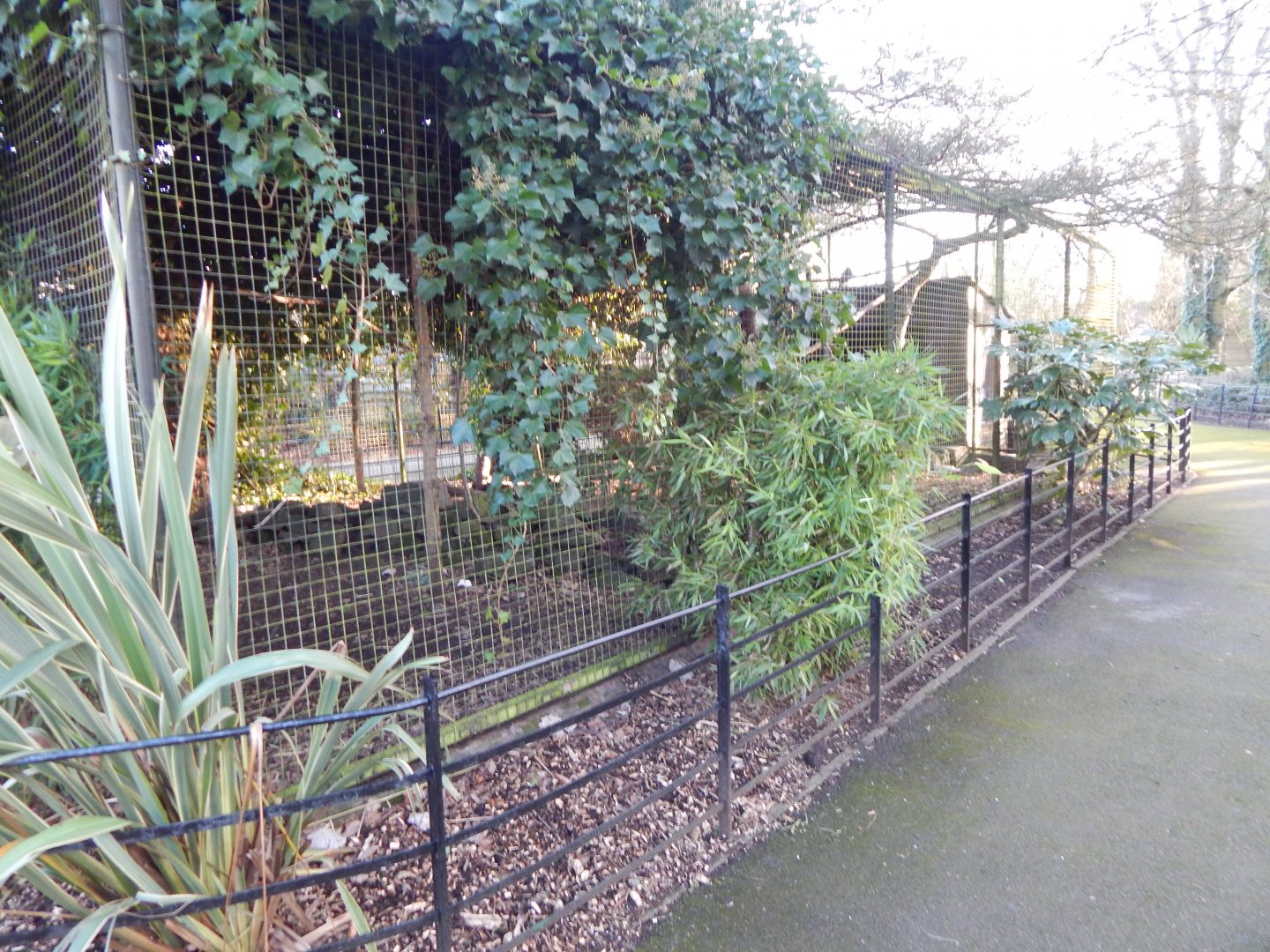 Sacred ibis and Waldrapp aviary 260124