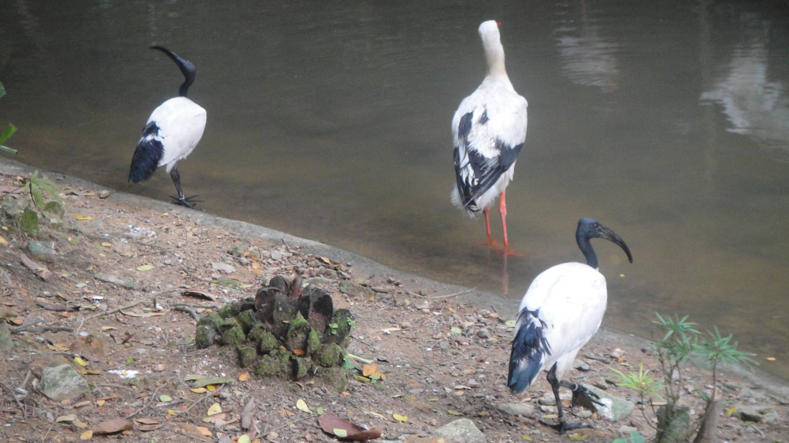 Sacred Ibis and Yellow Bill Stork