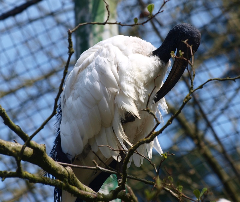Sacred ibis (April 19th, 2015)