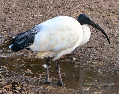 sacred ibis at Blackbrook