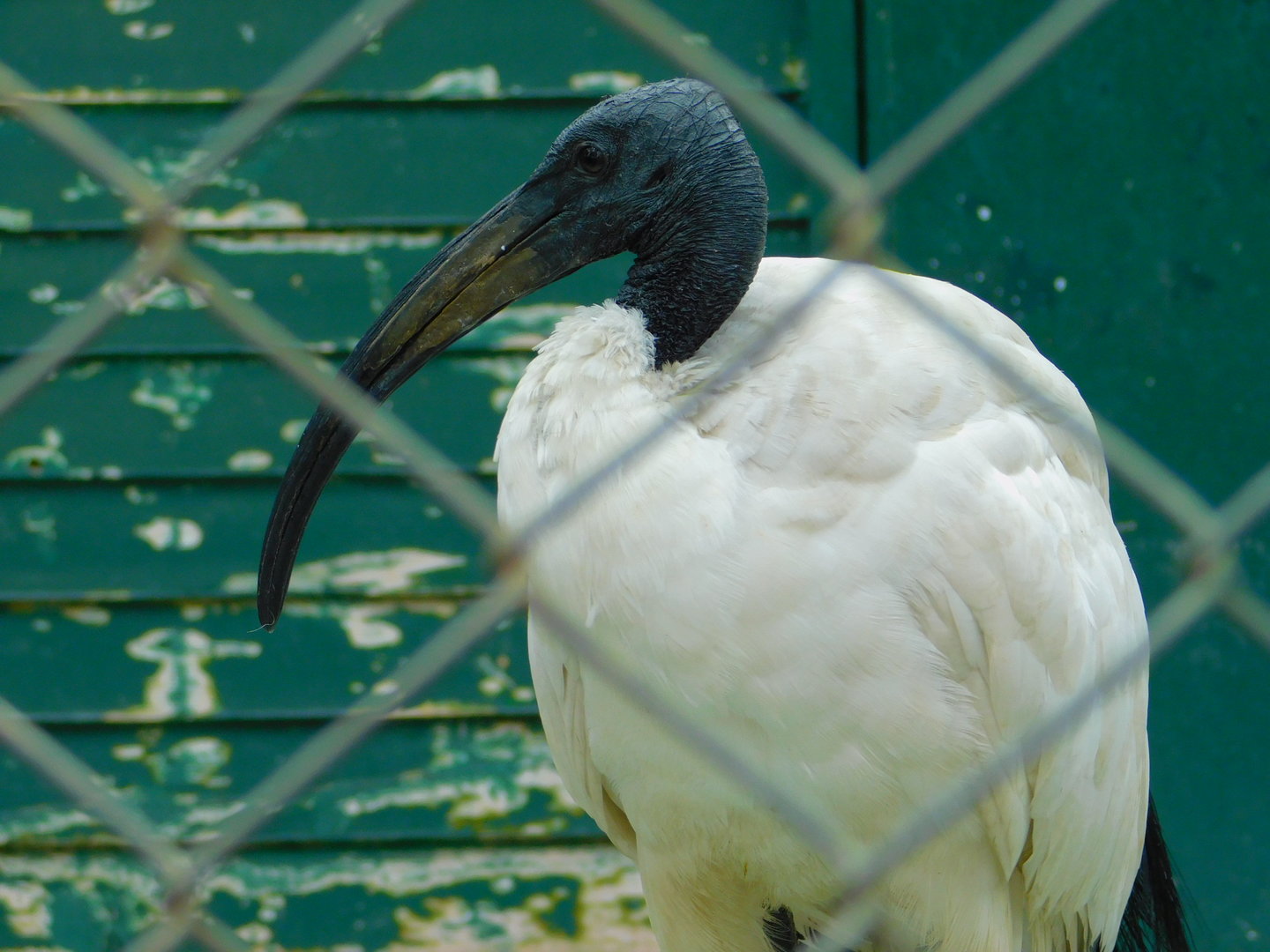 Sacred Ibis at the Karatay Zoo