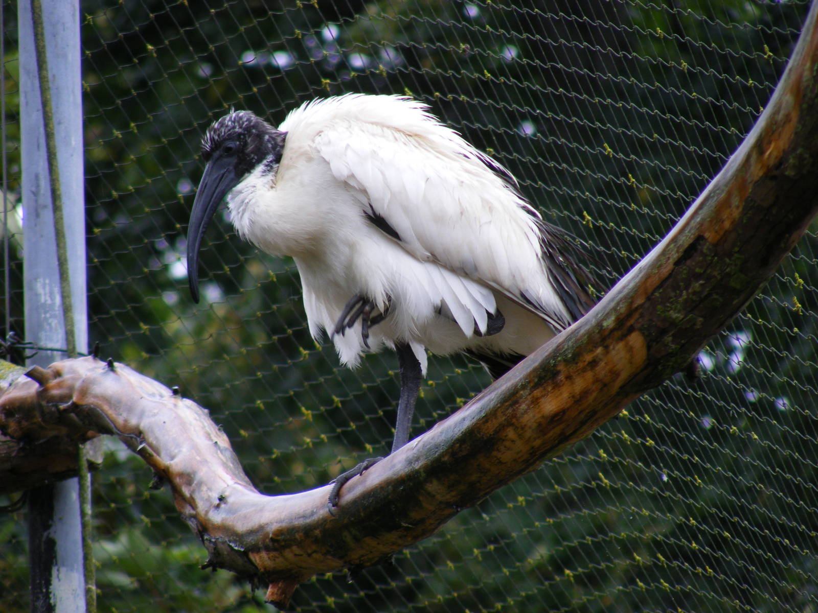 Sacred ibis at Thrigby Hall, 14 September 2010