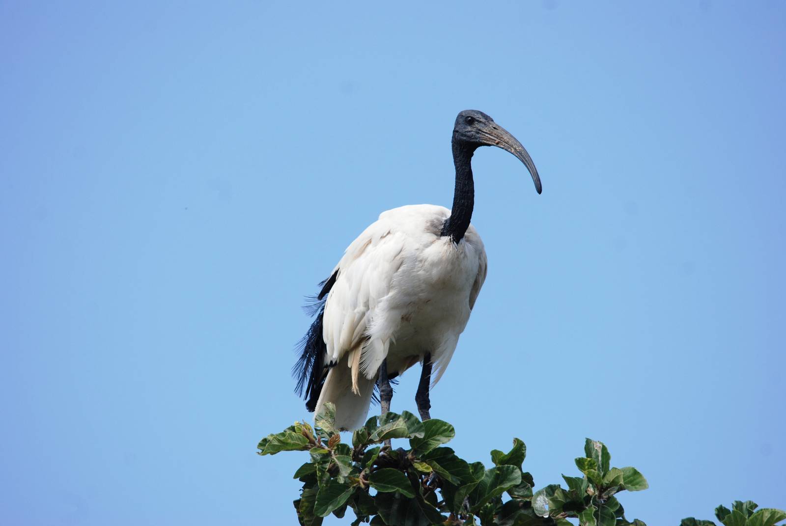 Sacred Ibis at Ziway, 13/10/14