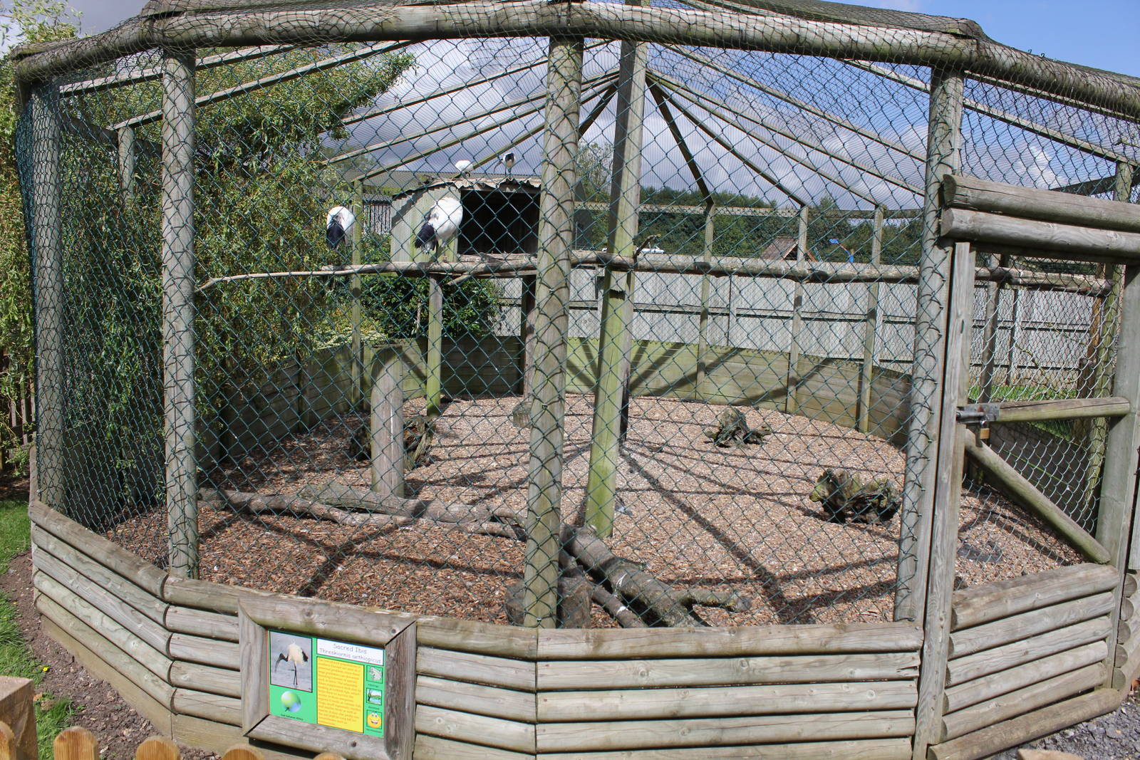 Sacred Ibis aviary 15-8-14