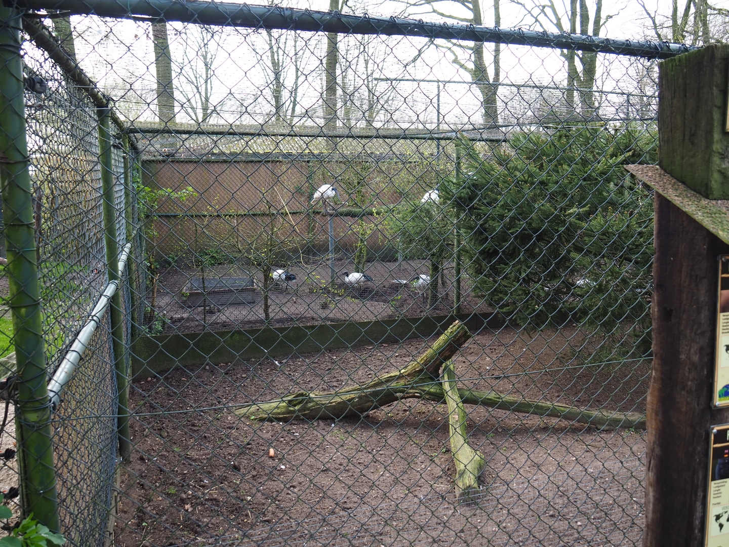 Sacred ibis aviary behind free-roaming helmeted guineafowl holding aviary, 2019-04-06