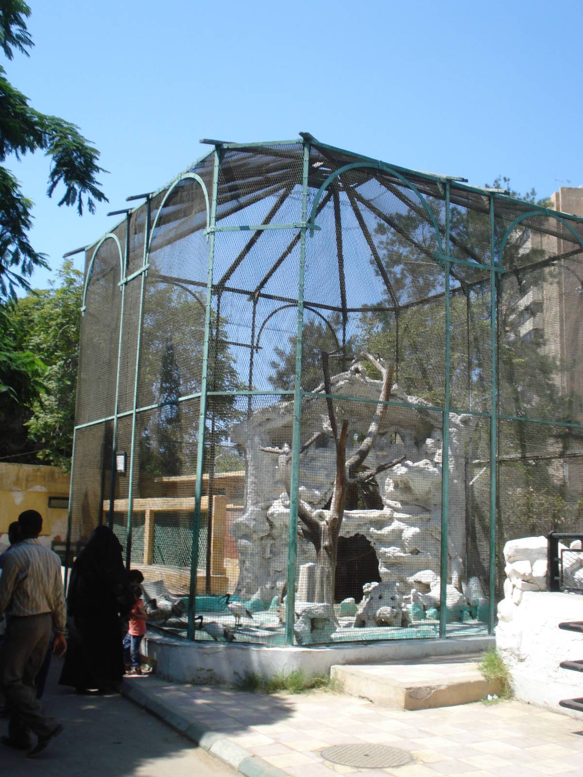 Sacred ibis aviary