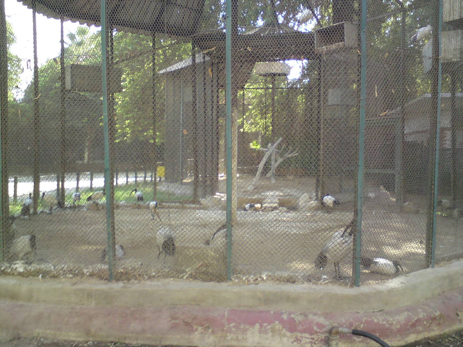 Sacred ibis aviary