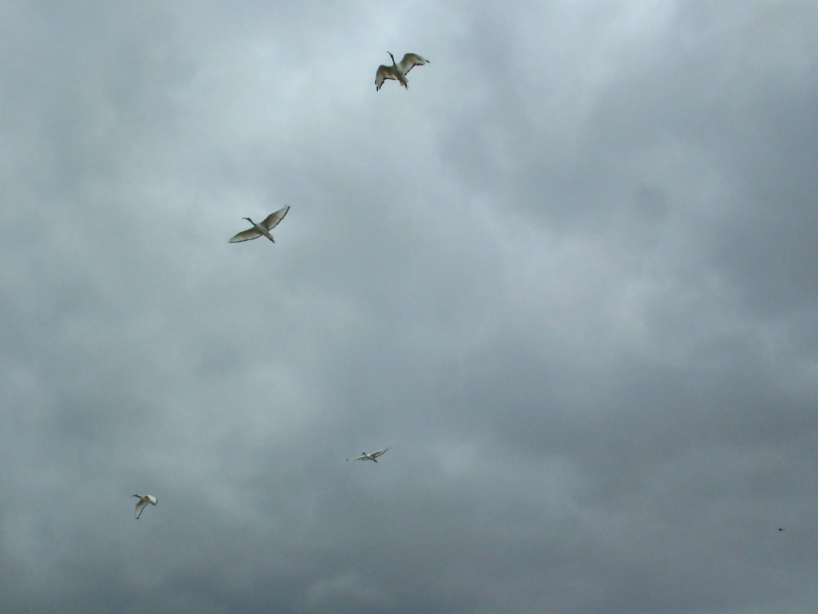 Sacred Ibis: Bird Show at Jungle Park (Las Aguilas), 13/11/10