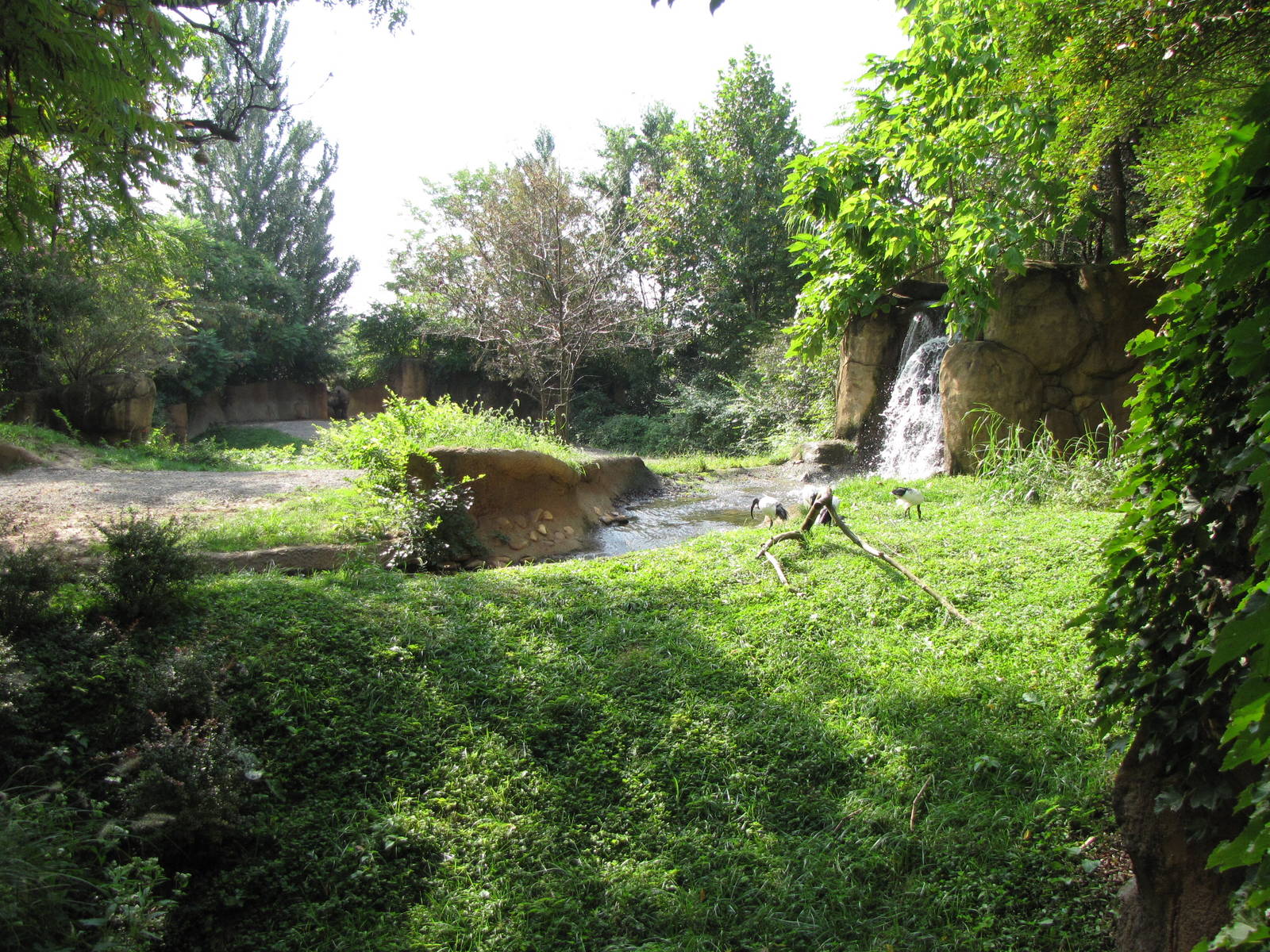 Sacred Ibis/ Black Rhinoceros