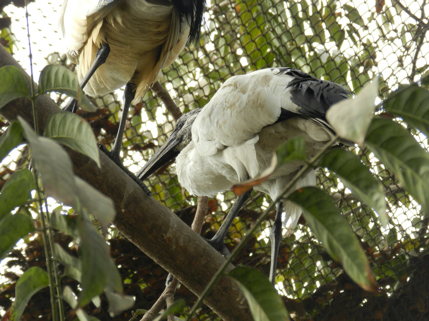 Sacred ibis, bosque de las aves - Parque Zoológico Huachipa