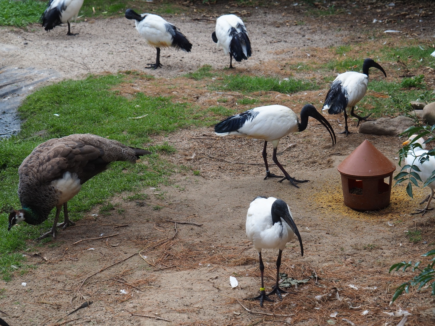 Sacred ibis, cattle egret and peahen near bird feeder (Aug 28th, 2018)