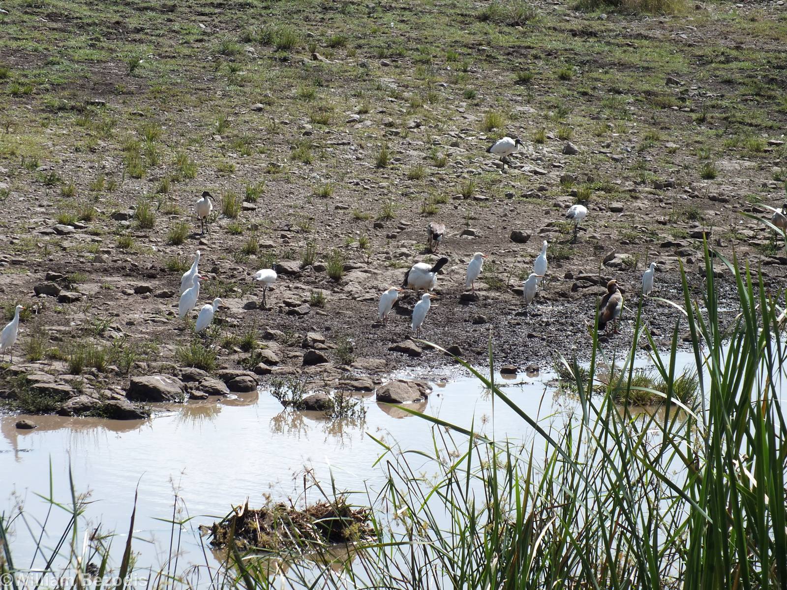 Sacred Ibis, Cattle Egrets, and Egyptian Goose - Nairobi National Park