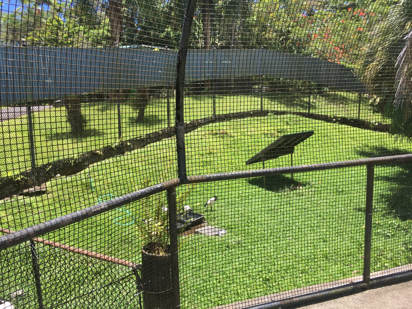 Sacred Ibis/Chicken Exhibit