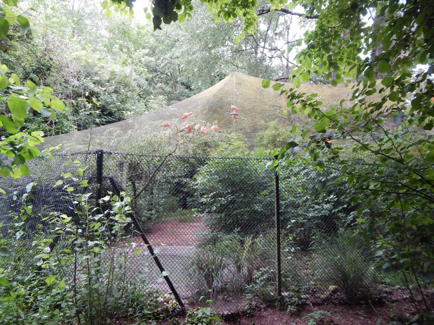 Sacred ibis exhibit 130624