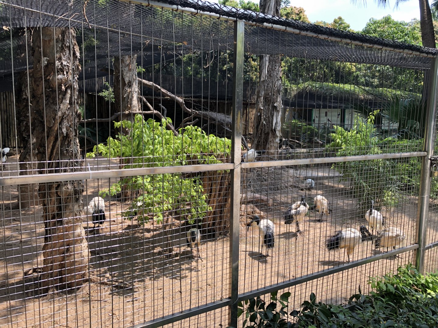 Sacred Ibis Exhibit