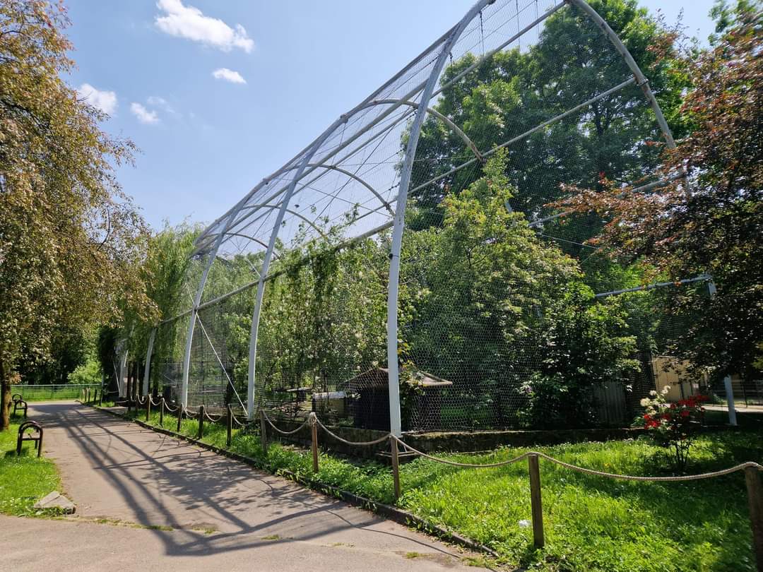 Sacred Ibis/ Grey crowned crane Aviary